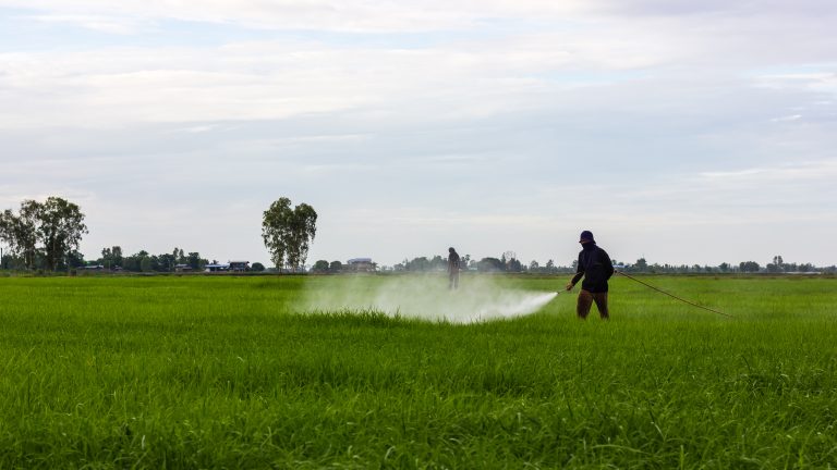 Farmers spraying rice fields